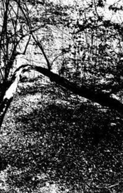 Album herunterladen Forest Grave - Visions Of These Desolate Lands