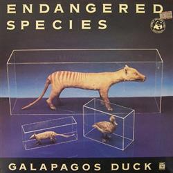 Download Galapagos Duck - Endangered Species