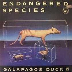Galapagos Duck - Endangered Species