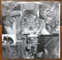 last ned album Chris Chinchilla - Small Gregarious Mammal
